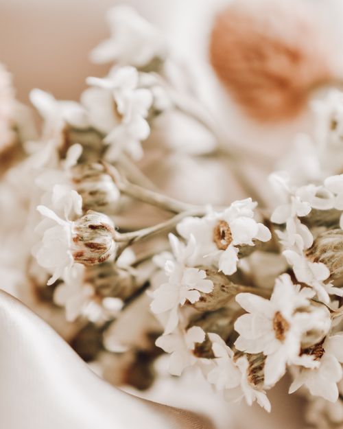 Free A gentle close-up of blooming white flowers with a soft, dreamy atmosphere. Stock Photo