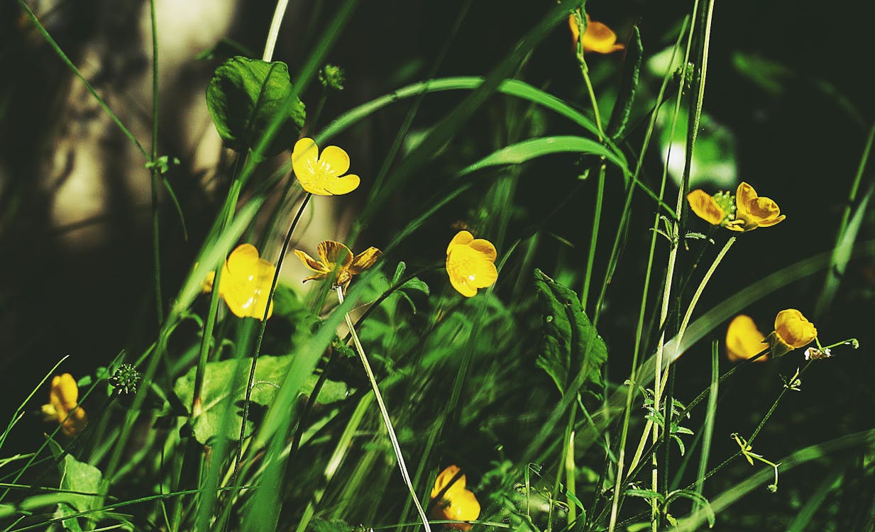 Free Selective Focus Photography of Yellow Petaled Flowers Stock Photo