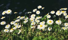 春日温暖的阳光下，充满活力的雏菊草地在盛开，展现了大自然的美丽