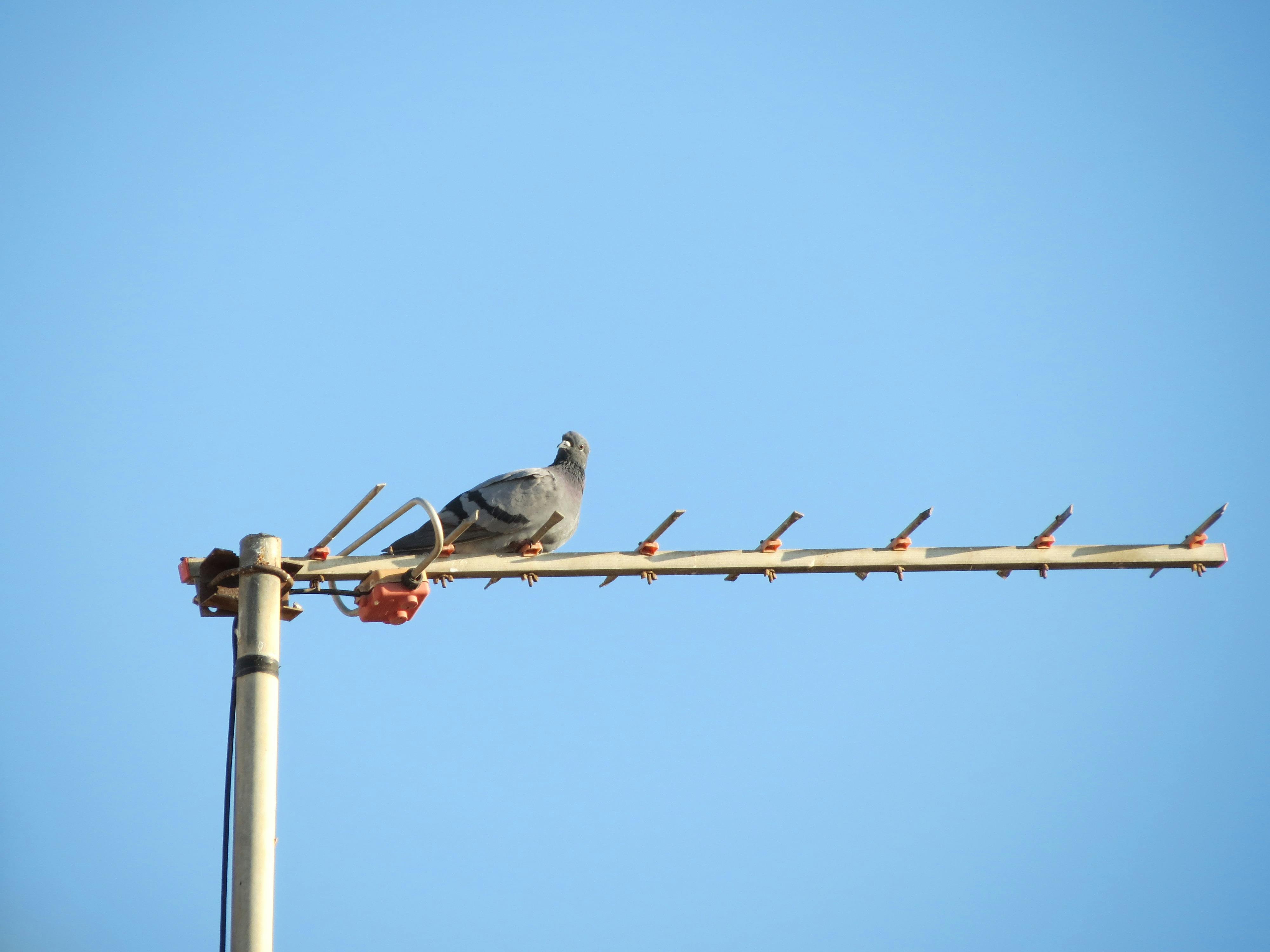 Free stock photo of antenna, blue sky, dove