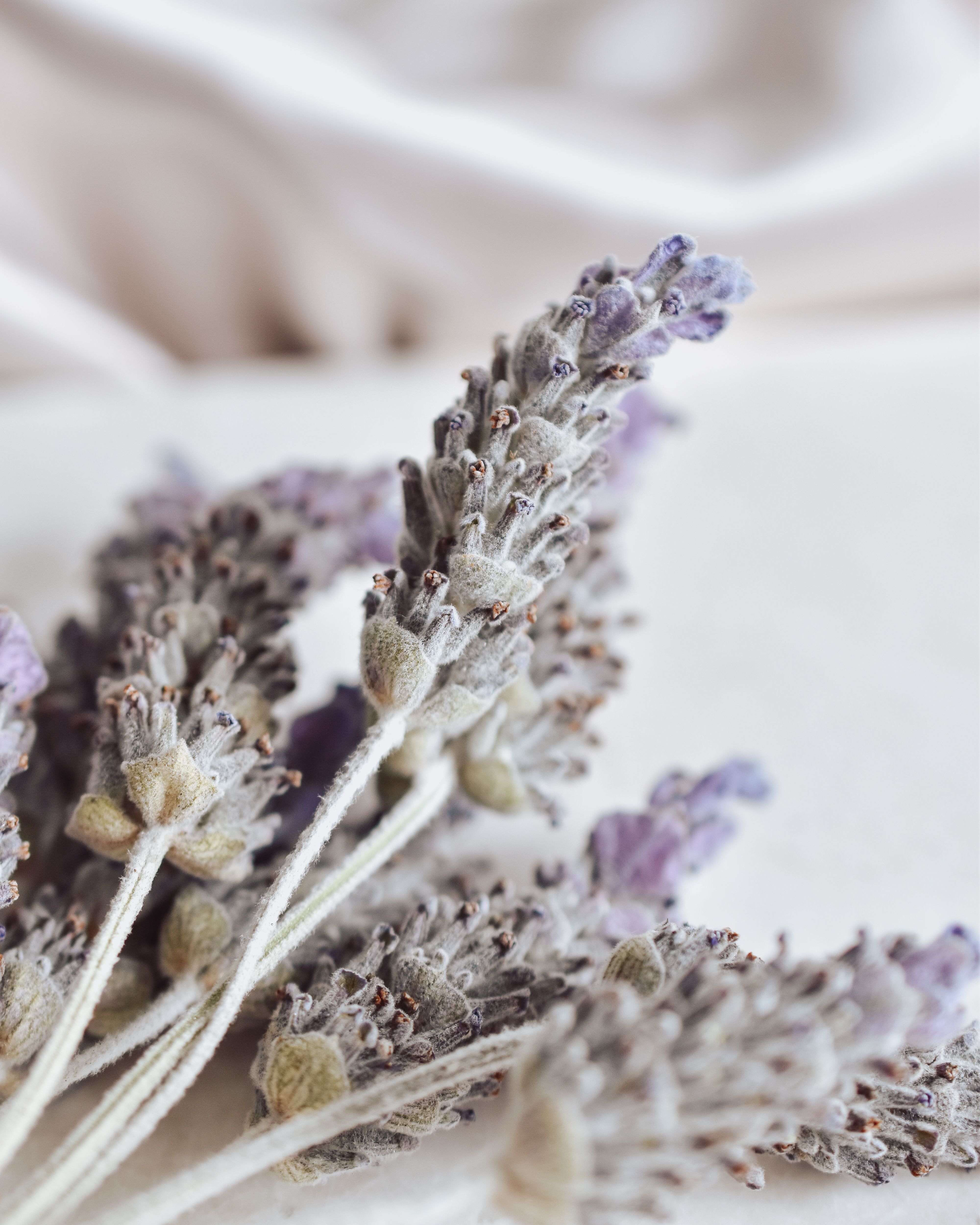 A close-up view of dried lavender blossoms on soft fabric, displaying natural beauty.
