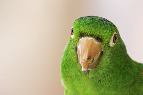 Loro Verde