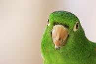 这是一张热带绿色长尾鹦鹉的特写，重点展现了它的羽毛和喙