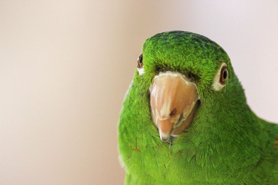 Detailed close-up of a tropical green parakeet with focus on its feathers and beak.