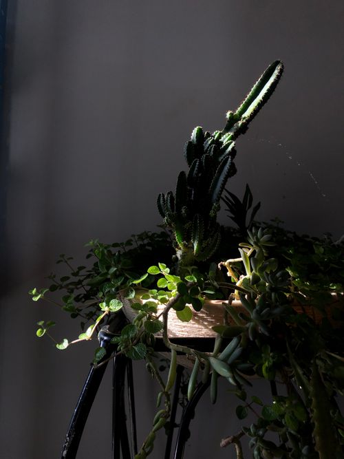Free A cactus with surrounding succulents illuminated by soft light against a dark background. Stock Photo