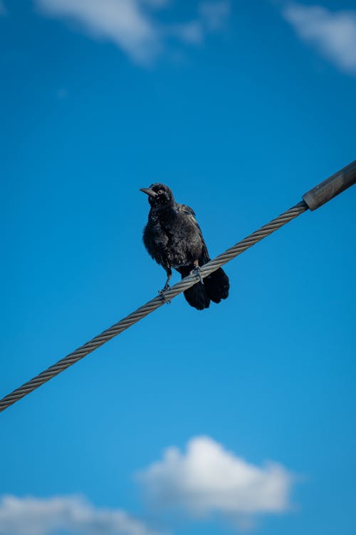 Photos gratuites de ciel bleu clair, oiseau noir, photographie d'oiseau