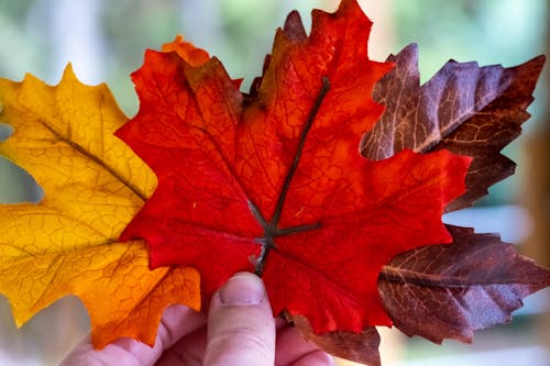 Close-Up Photograph of Maple Leaves