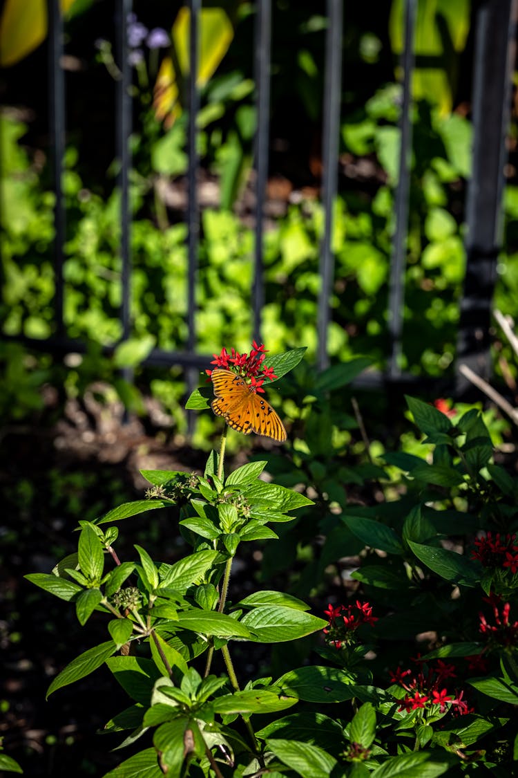 Butterfly Perched On Green Plant