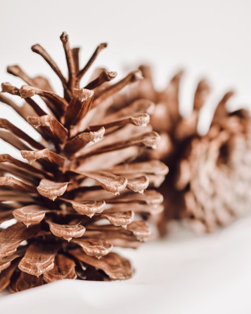 Free Close-up image of pine cones against a blurred background, showcasing natural textures. Stock Photo