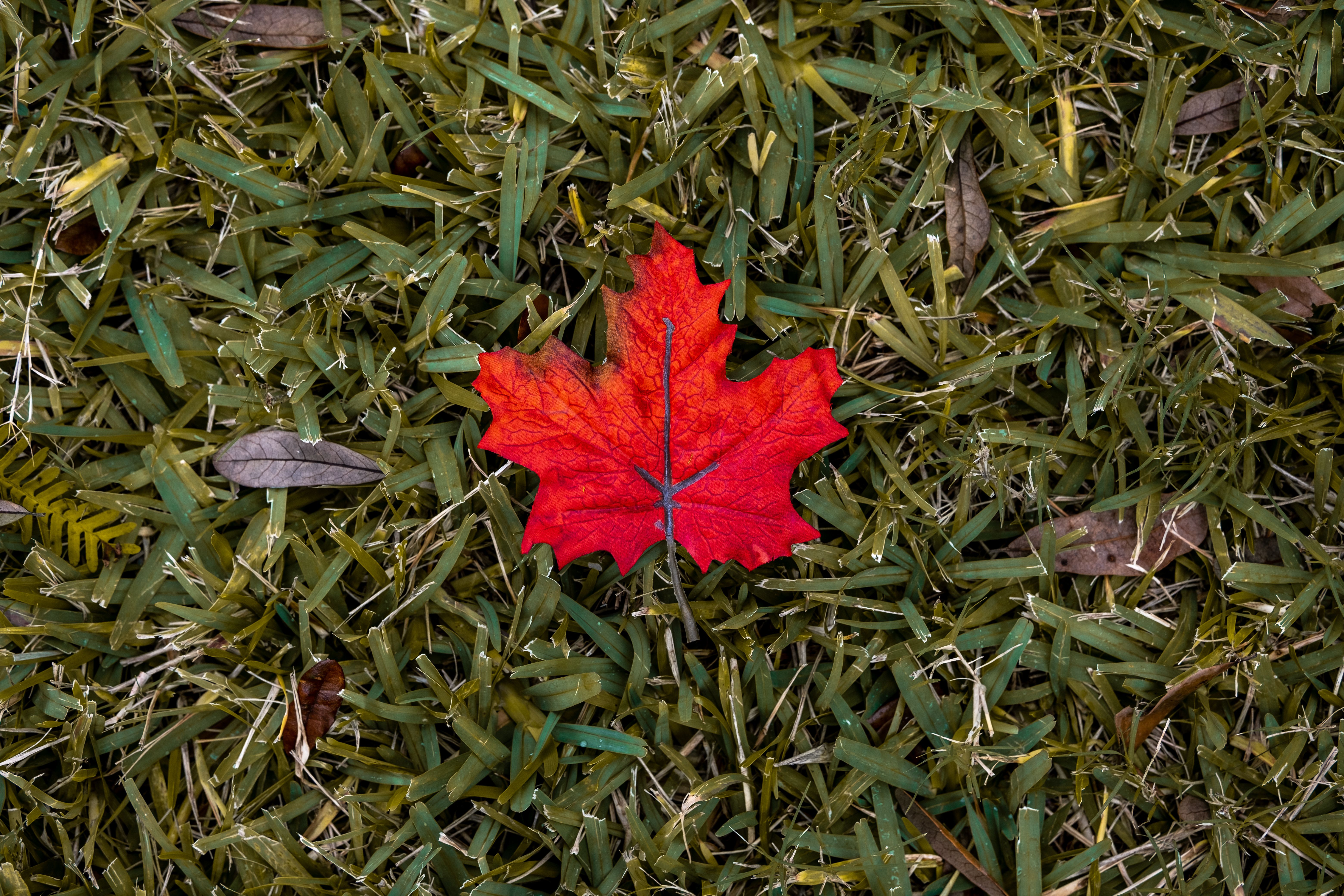 What Fall Lawn Raking Actually Accomplishes (And When to Stop)