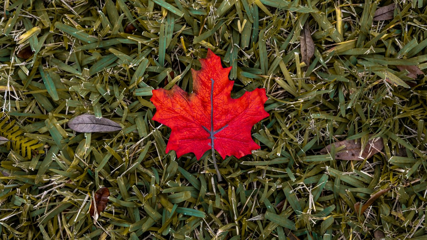 What Fall Lawn Raking Actually Accomplishes (And When to Stop)