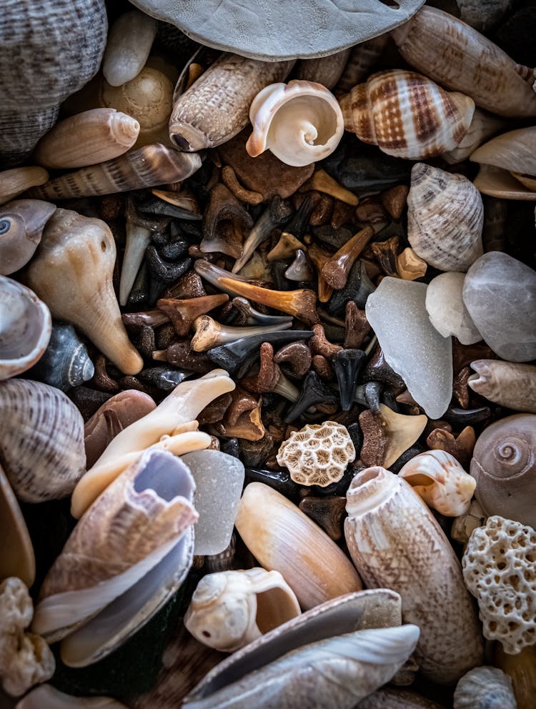 Collection Of Seashells