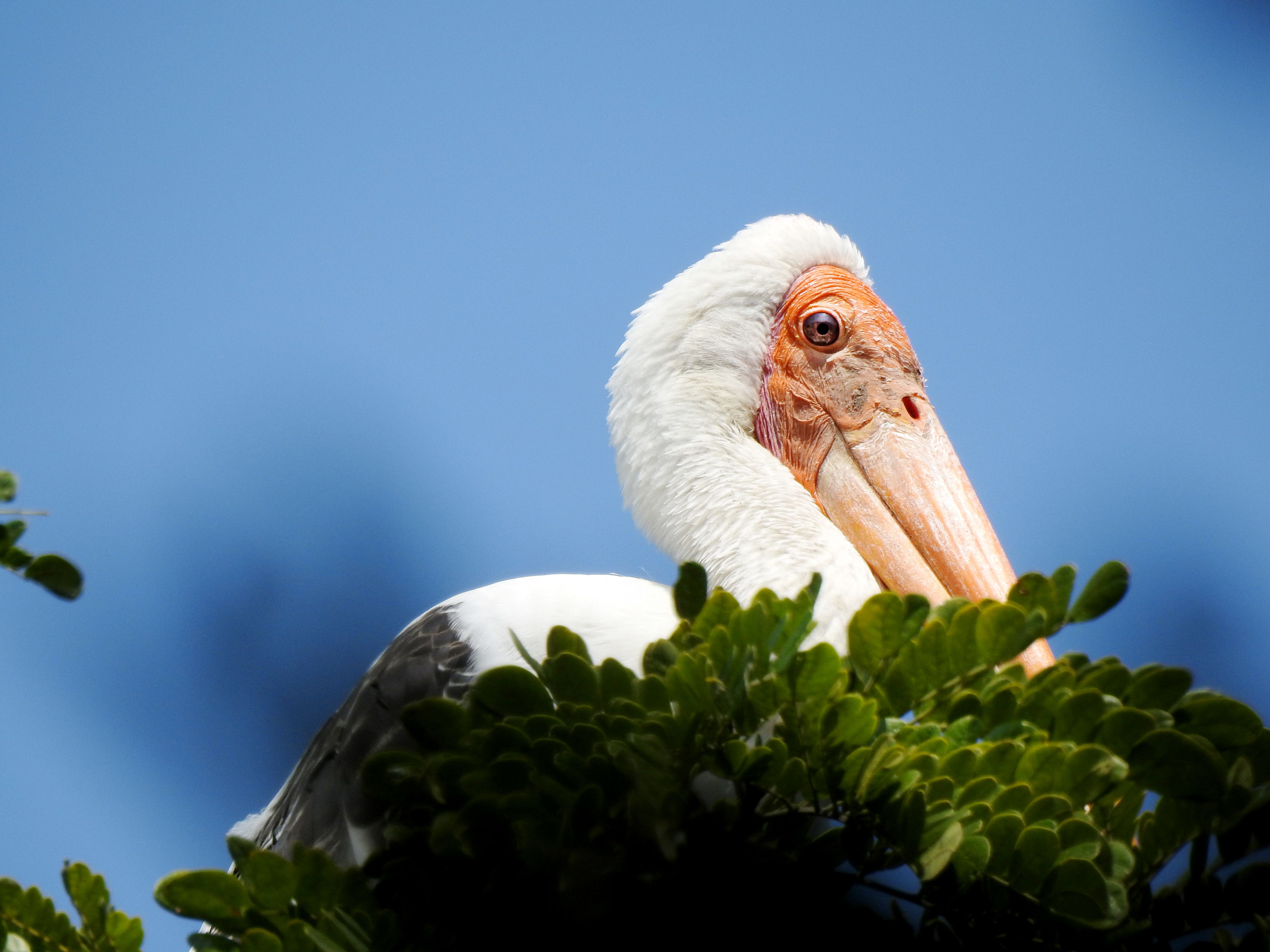 Close Up Photo of a White Bird · Free Stock Photo