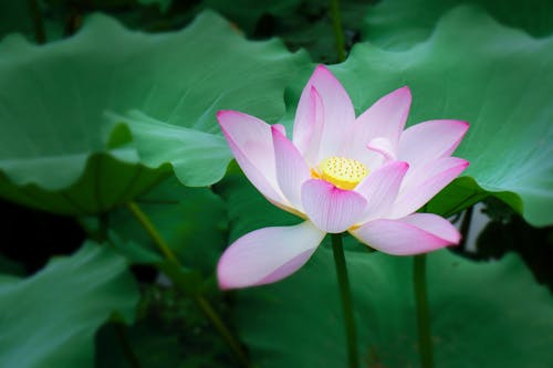 Безкоштовне стокове фото на тему «"indian lotus", nelumbo nucifera, водна рослина»
