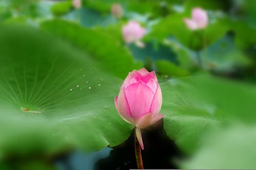 Foto d'estoc gratuïta de 'lotus indi', brot, creixement