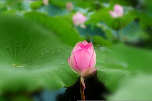 Δωρεάν στοκ φωτογραφιών με 'indian lotus', nelumbo nucifera, ανάπτυξη