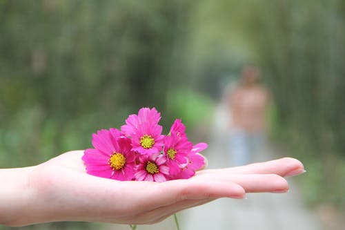 Darmowe zdjęcie z galerii z delikatny, fioletowe kwiaty, flora