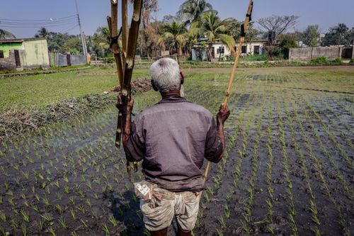 Free An elderly farmer in traditional attire tends to a lush rice paddy in Narayanganj, Bangladesh. Stock Photo