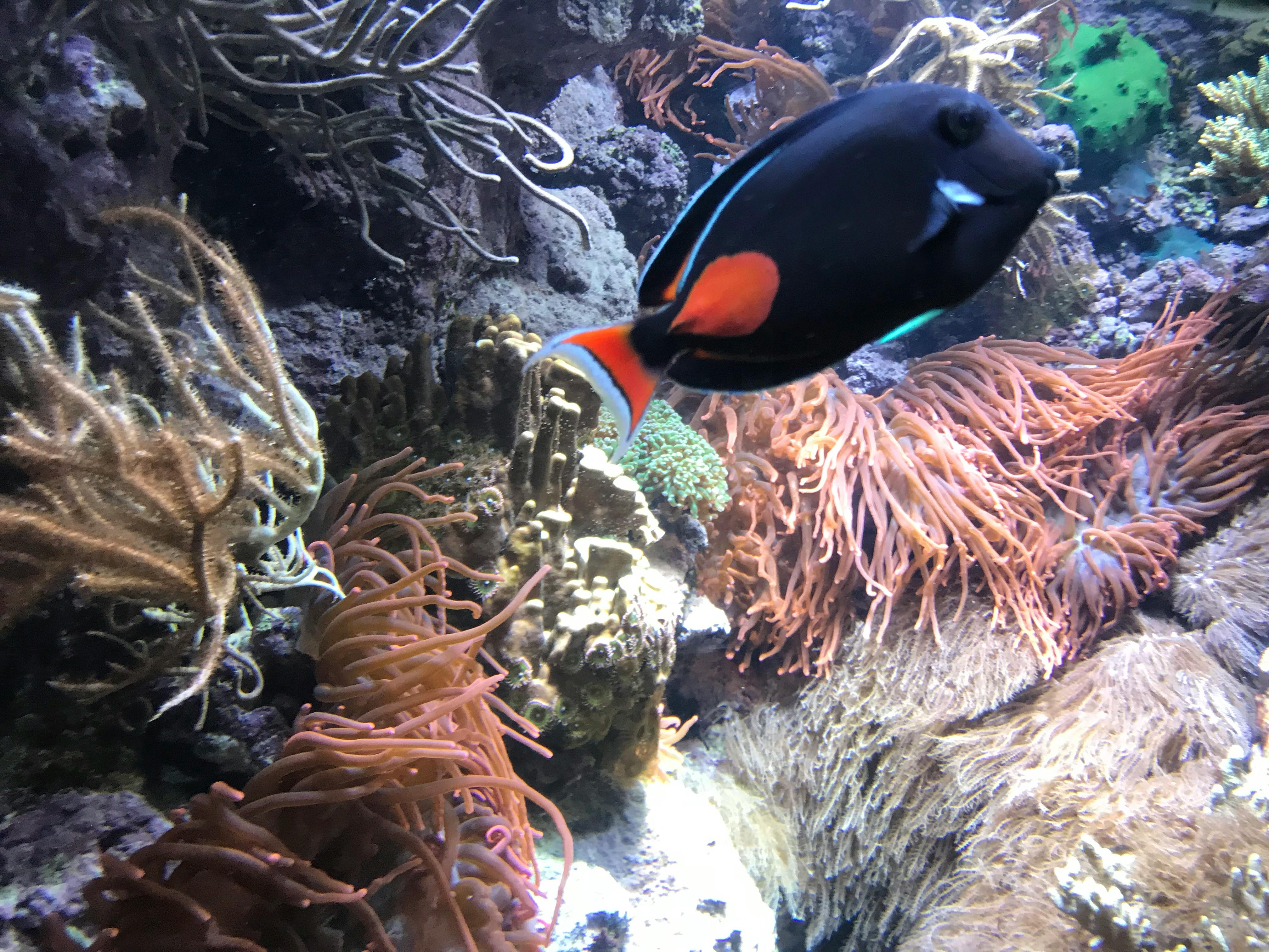 Free stock photo of aquarium, betta fish, black and orange