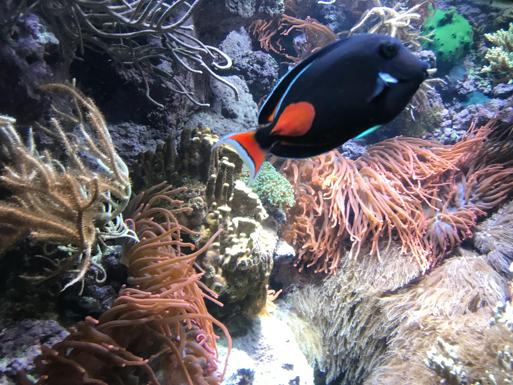 Free stock photo of aquarium, betta fish, black and orange