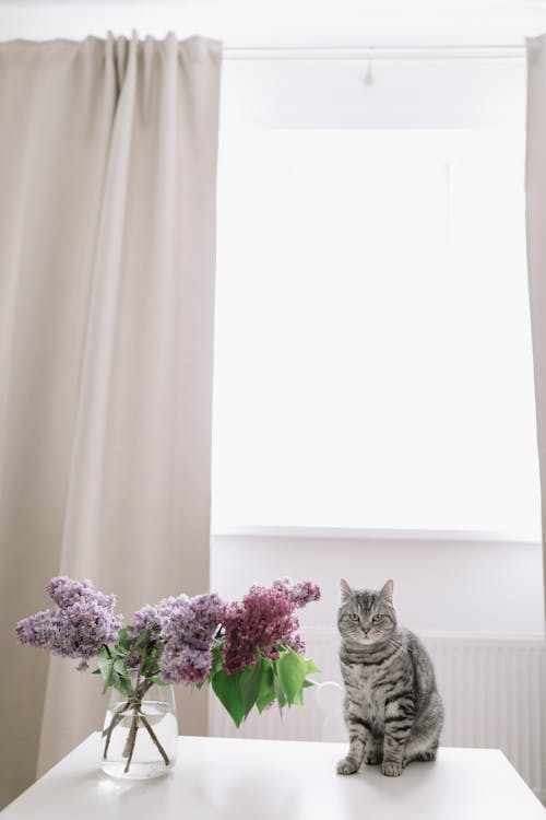 Gray Tabby Cat on the Table