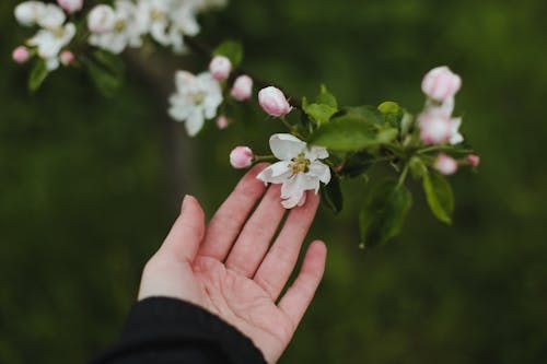 A Person Holding White Flowers with Green Leaves