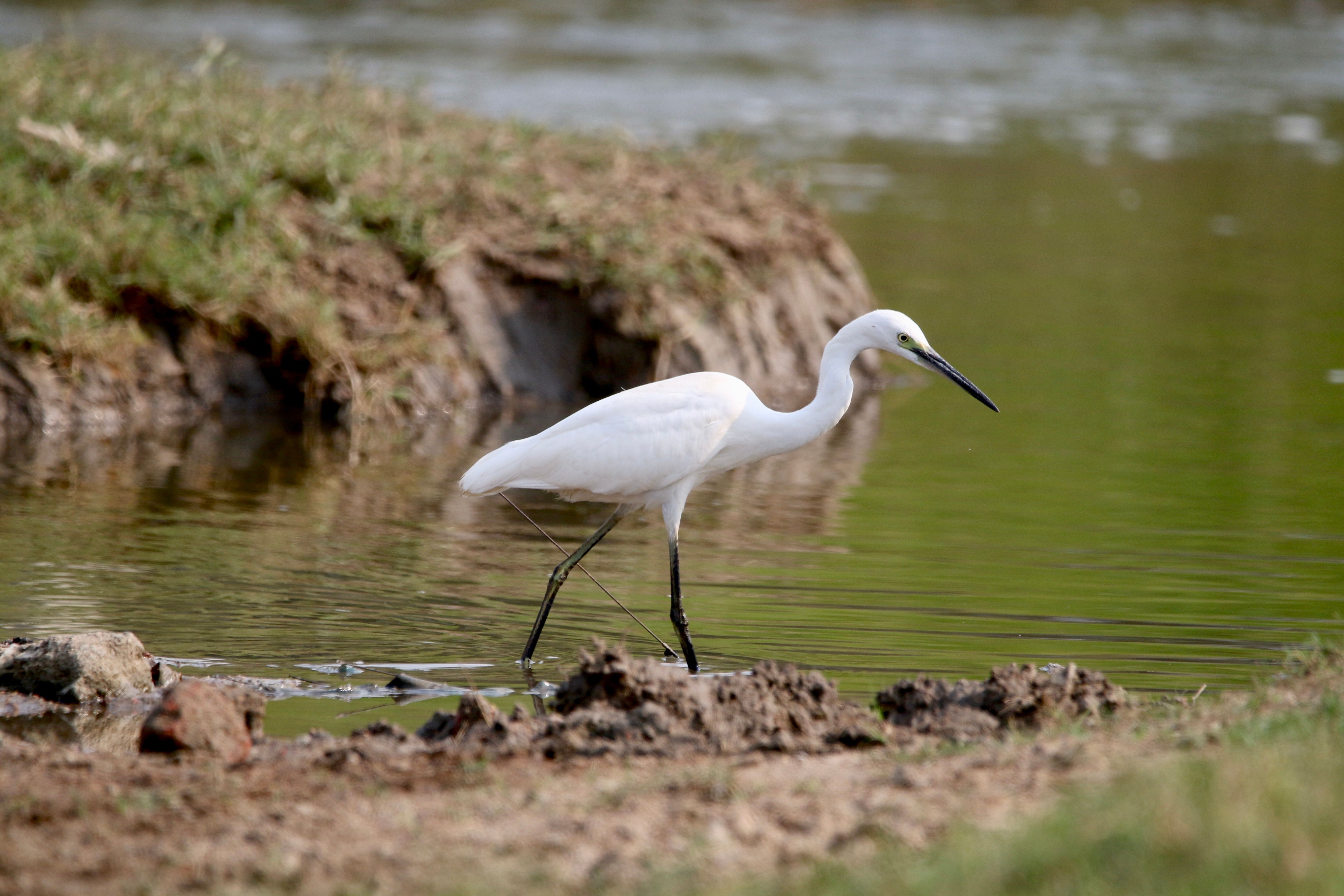 White Long Beak Bird on Brown Soil Near Body of Water · Free Stock Photo