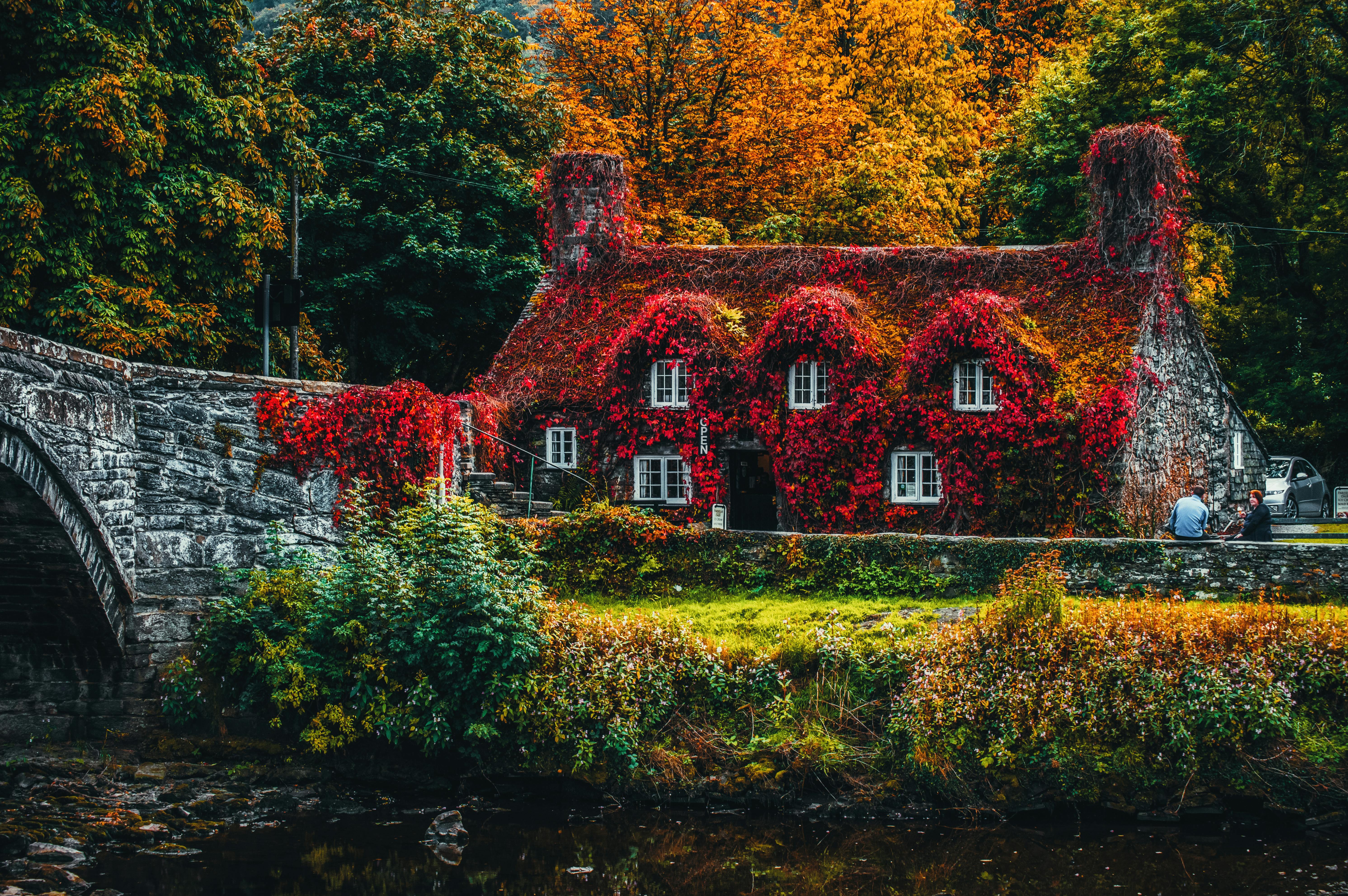 house covered with red flowering plant