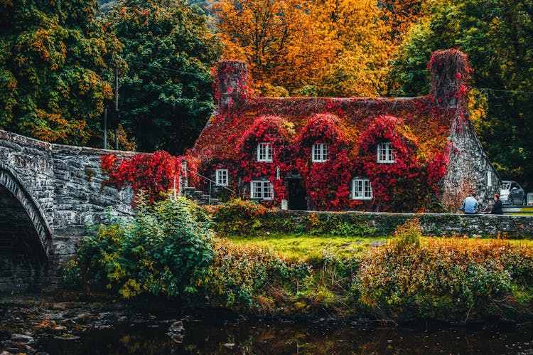 House Covered With Red Flowering Plant