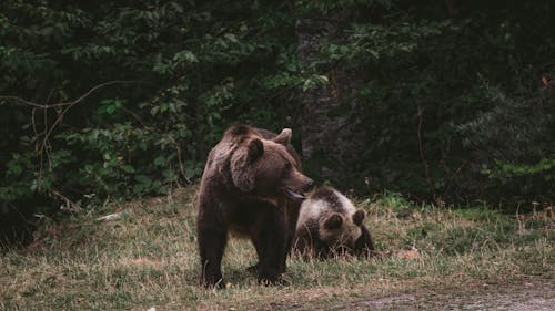 Brown Bear with a Cub Sitting on Grass
