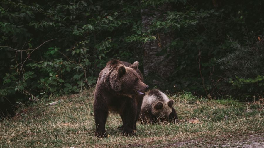 Brown bear and cub in forest, showcasing wildlife in natural habitat.