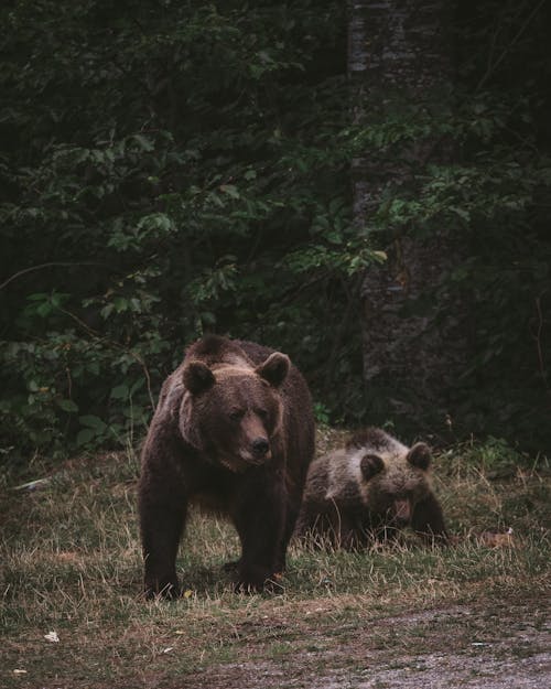 Bears in the Wild