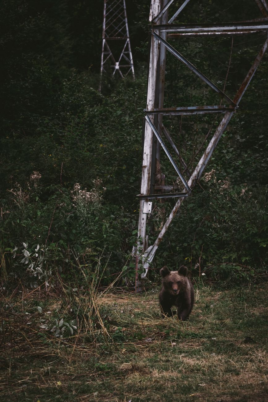 Trei urși relaxați în pădurea din Pasul Oituz, surprinși de un fotograf din Onești Trei urși relaxați în pădurea din Pasul Oituz, surprinși de un fotograf din Onești
