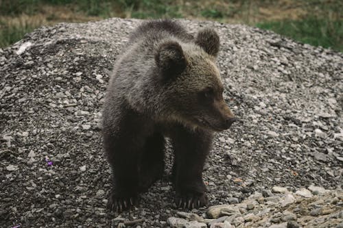 Close-Up Shot of a Bear 