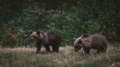 Brown Bears Crawling Together on Grass