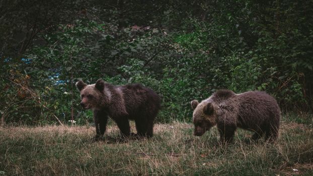 Two young grizzly bears exploring a forest, showcasing their natural behavior.