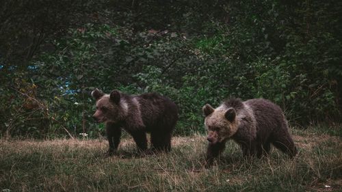 Free Two grizzly bears explore a dense forest, showcasing wildlife in its natural habitat. Stock Photo
