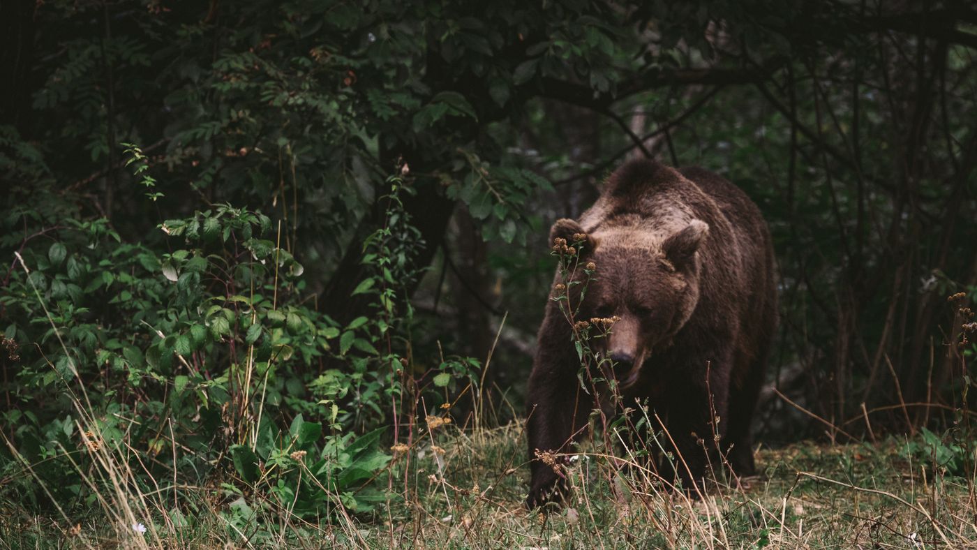 Bear Country at Altitude: What Actually Keeps You Safe