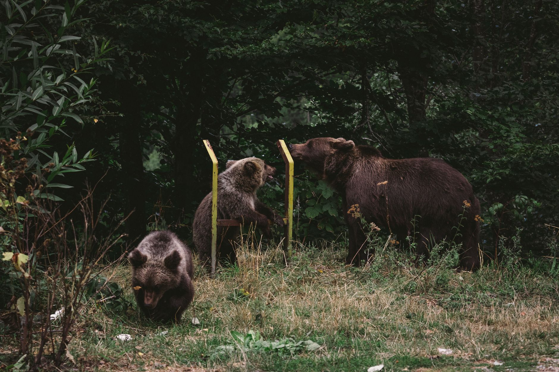 A brown bear family exploring a forest area, showcasing wildlife in its natural habitat.