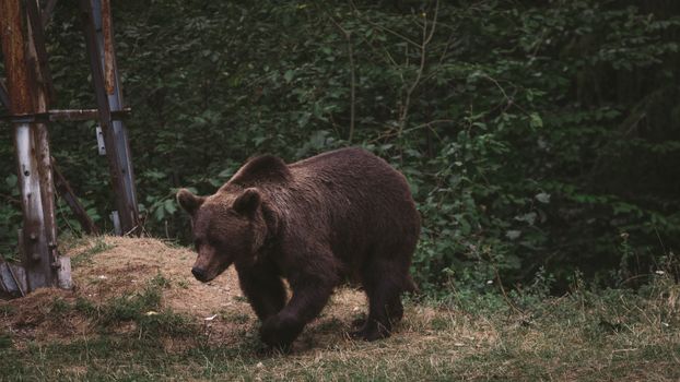 A brown bear traverses its natural forest habitat, displaying the beauty of wildlife.