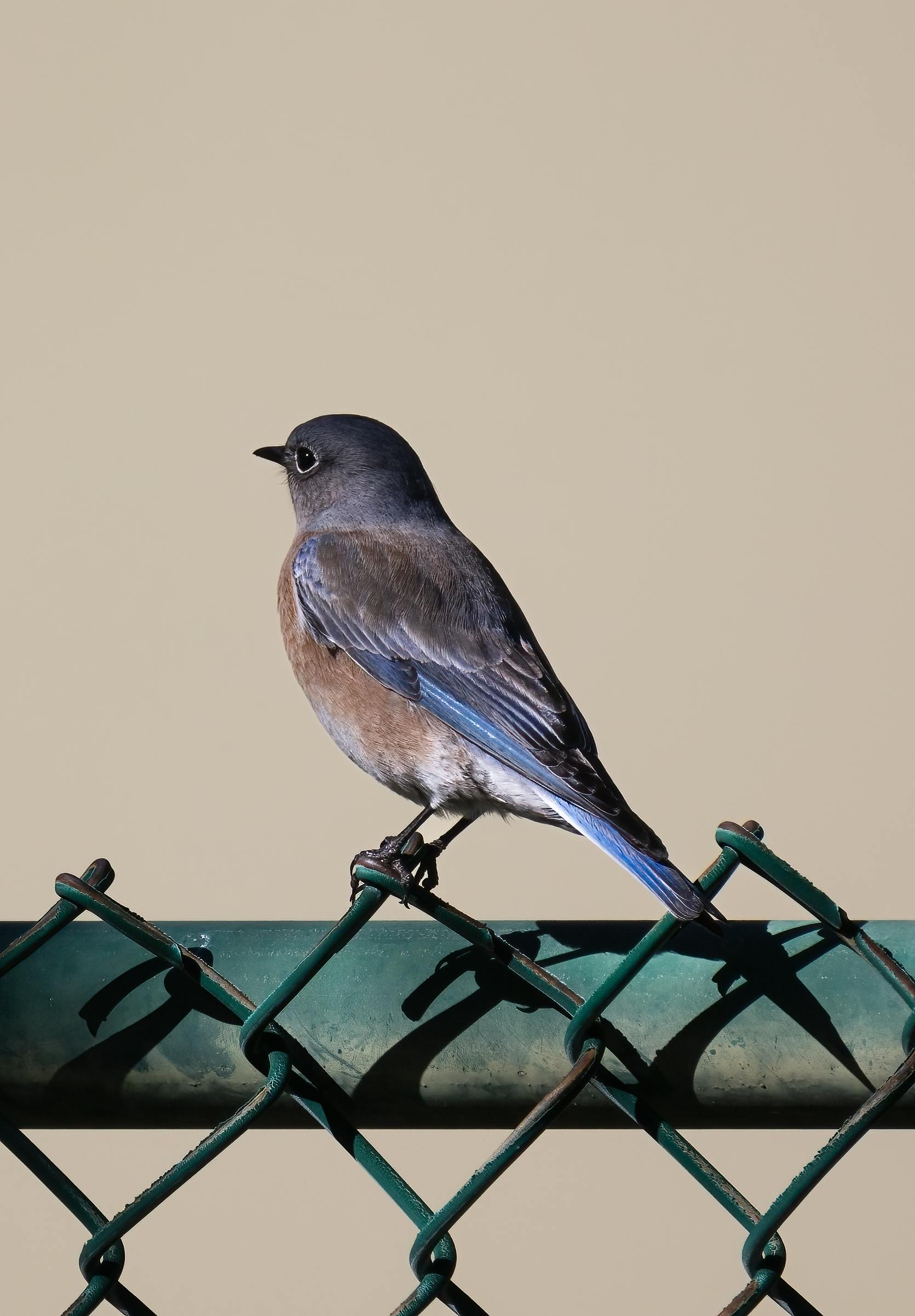 a western bluebird on chain link fence