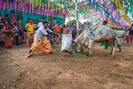 Vibrant tribal festival in Saraikela, India featuring decorated bull and traditional dance.