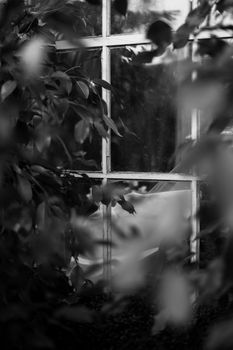 Artistic black and white photo of leaves framing a glass window, creating a serene mood.