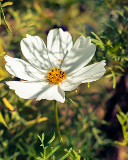 Free Close-Up Photo of White Flower Stock Photo