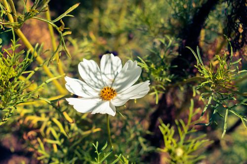 Free A delicate white cosmos flower blooms amidst lush green foliage, radiating natural beauty. Stock Photo