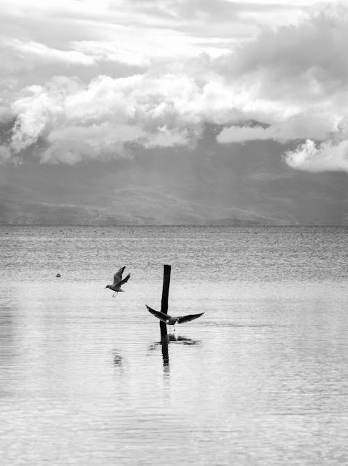 Black and White Photography of Birds Flying over the Sea 