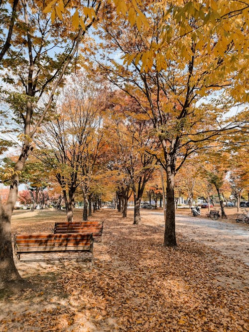 Foto stok gratis daun-daun berguguran, dedaunan musim gugur, jatuh