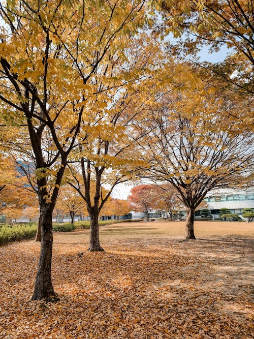 Бесплатное стоковое фото с вертикальный выстрел, деревья, листопад