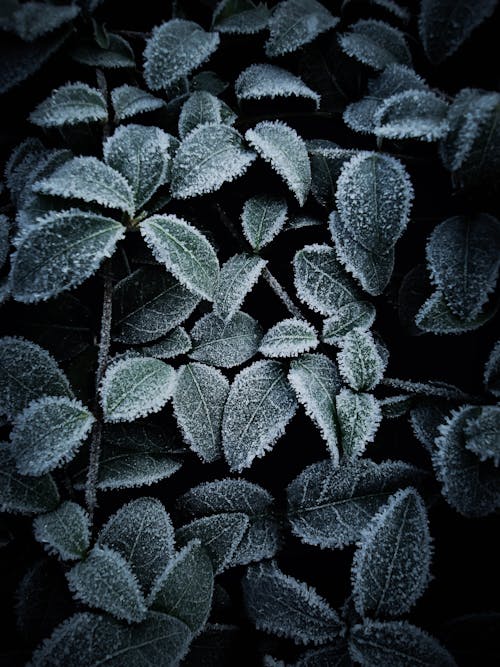 Frosty Leaves in Close-Up Photography