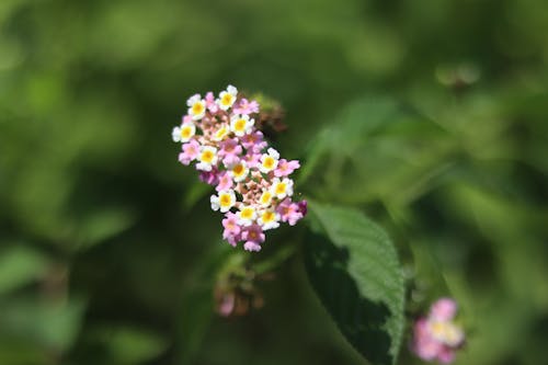 Kostnadsfri bild av ängels andedräkt blommar, änglar andas blommor, blå blommor